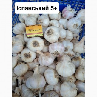 Продам часник