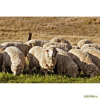 Продам бараны, овцы (живой вес)