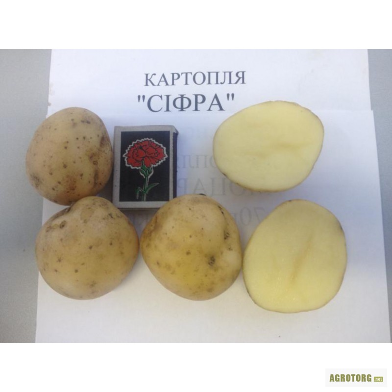 Картофель сорта сифра описание фото