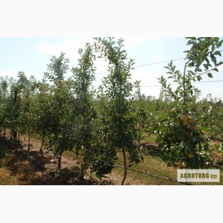 Продам саженцы яблони для посадки прибыльного сада
