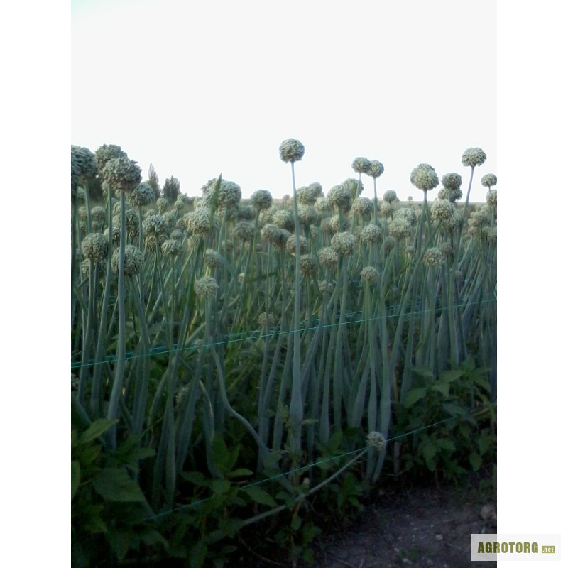 Фото 3. Семена ялтинского лука