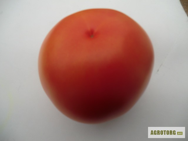 Фото 2. Продам томат тепличный сорт Лилос