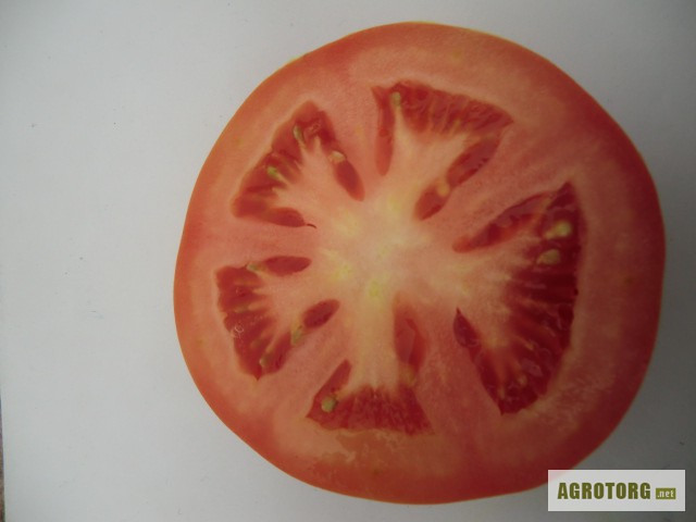 Фото 3. Продам томат тепличный сорт Лилос