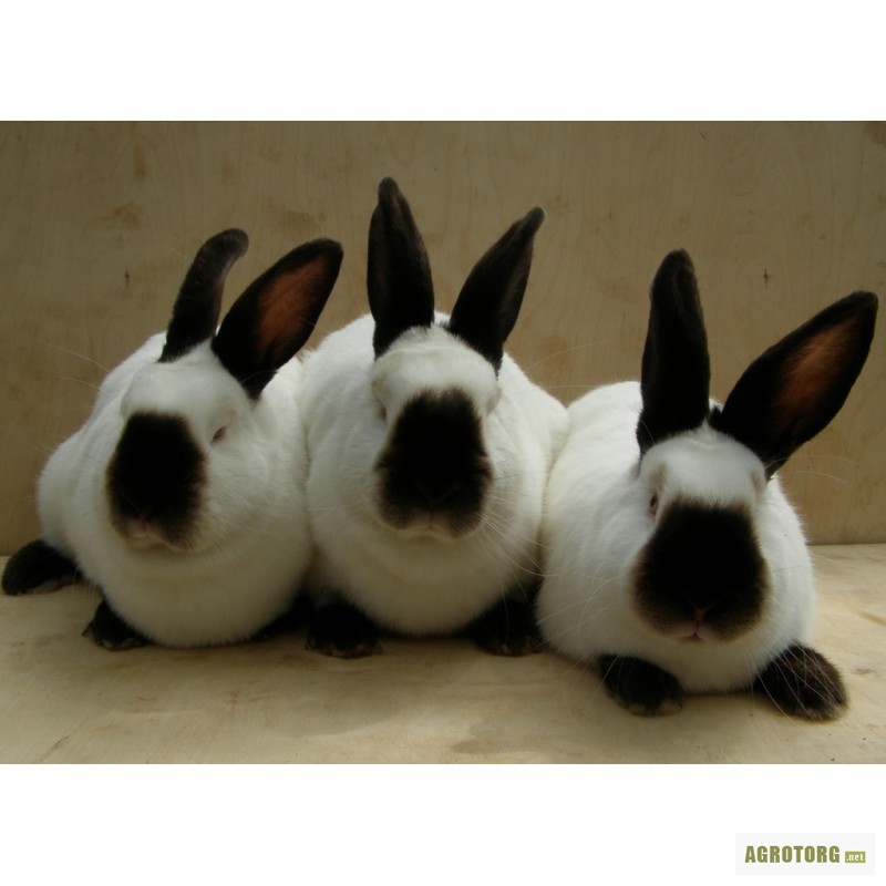 Фото 3. Кролики калифорнийские, кролі каліфорнійської породи