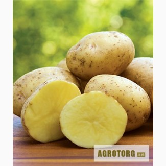 Ранний высокоурожайный семенной картофель Латона