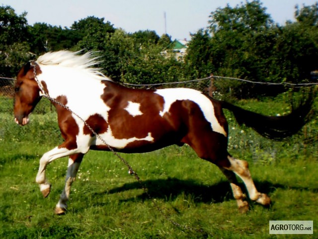 Фото 2. Продажа породистого коня