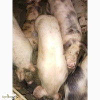 Продам свиней живым весом мясного направление