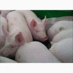 Продам свиней живым весом мясного направление
