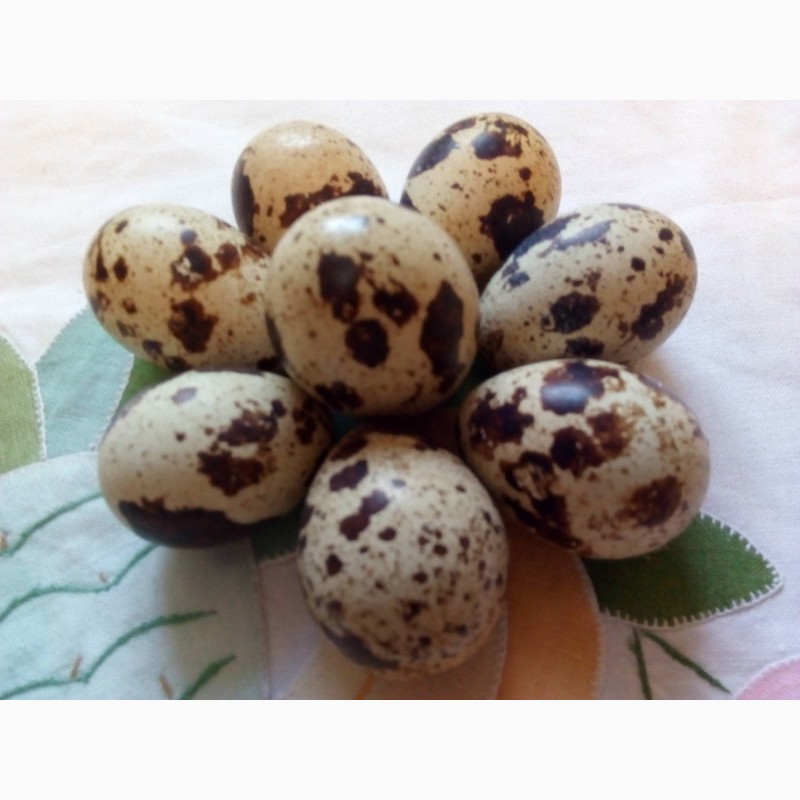 Перепелиные инкубационные яйца, белого Техасского бройлера