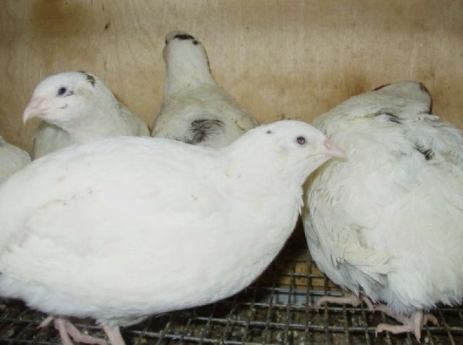 Фото 4. Перепелиные инкубационные яйца, белого Техасского бройлера