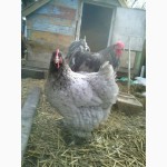 Продам інкубаційне яйце курей породи кохінхін голубий