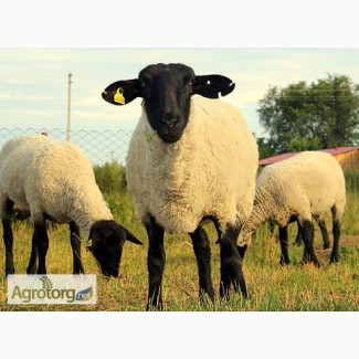 Продаю вівці, барани, ягнята породи Суффолк, Прекос