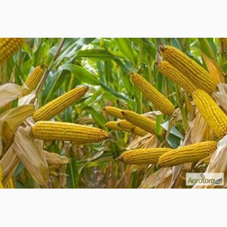 Компания на постоянной основе закупает Кукурузу от производителя, на условиях поставки CPT