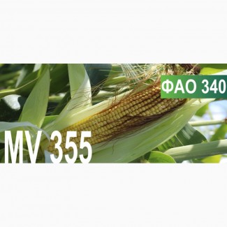 Продам семена кукурузы венгерской селекции Mv 355 (ФАО 340)