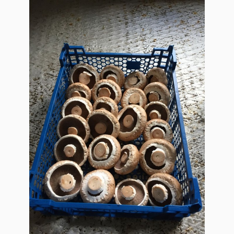 Фото 2. Купим грибы свежие, консервированные, соленные, маринованные
