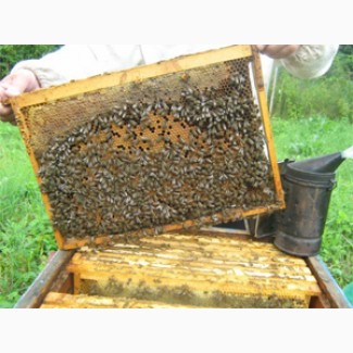 Продам пчелопакеты на 2018г (Качество, свои пчелы)