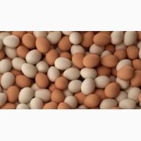 Яйце інкубаційне курине «Адлер сріблястий» миронівка