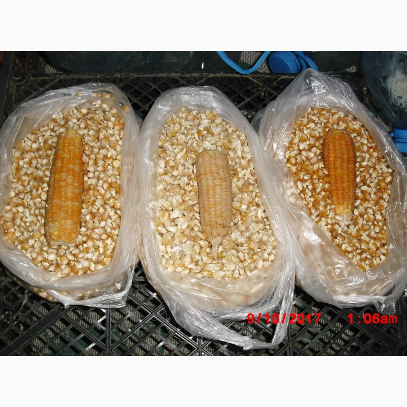 Фото 3. Продам насіння цукрової кукурудзи