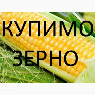 Постійно закуповуємо зерно кукурудзи по Рівненській області України