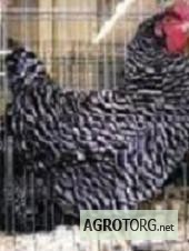 Фото 3. Продам цыплят Редбро, Мастер Гриз, Гриз Бар, Испанка, Мулард