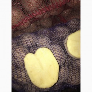 Продам домашню картоплю великих розмірів (для їжі) сорту санте