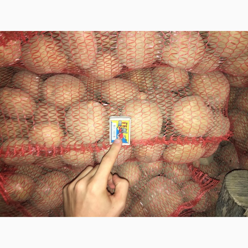 Фото 2. Продам домашню картоплю великих розмірів (для їжі) сорту санте