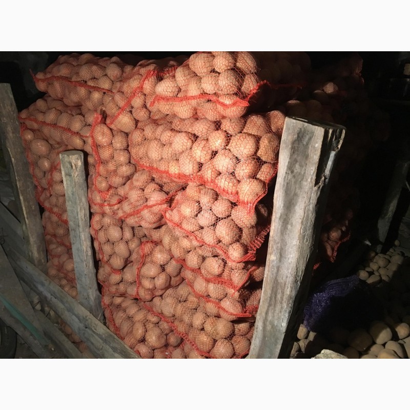 Фото 4. Продам домашню картоплю великих розмірів (для їжі) сорту санте