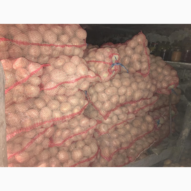 Фото 6. Продам домашню картоплю великих розмірів (для їжі) сорту санте