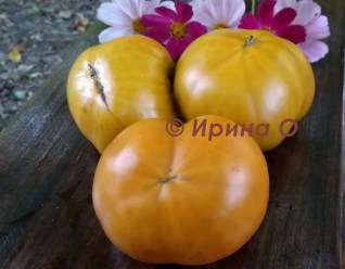 Фото 5. Продам семена экзотических томатов, помидор, личная коллекция, сезон 2021-2022