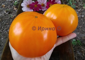 Фото 7. Продам семена экзотических томатов, помидор, личная коллекция, сезон 2021-2022
