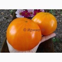 Продам семена экзотических томатов, помидор, личная коллекция, сезон 2021-2022