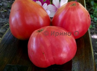 Фото 6. Продам семена экзотических томатов, помидор, личная коллекция, сезон 2021-2022