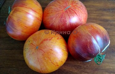 Фото 10. Продам семена экзотических томатов, помидор, личная коллекция, сезон 2021-2022