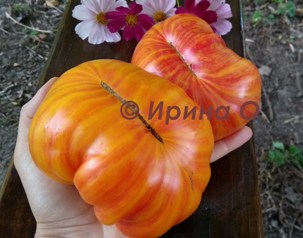 Фото 11. Продам семена экзотических томатов, помидор, личная коллекция, сезон 2021-2022