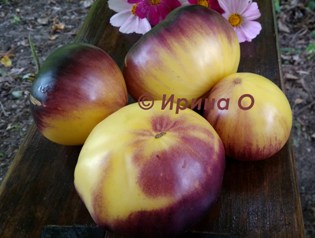 Фото 12. Продам семена экзотических томатов, помидор, личная коллекция, сезон 2021-2022