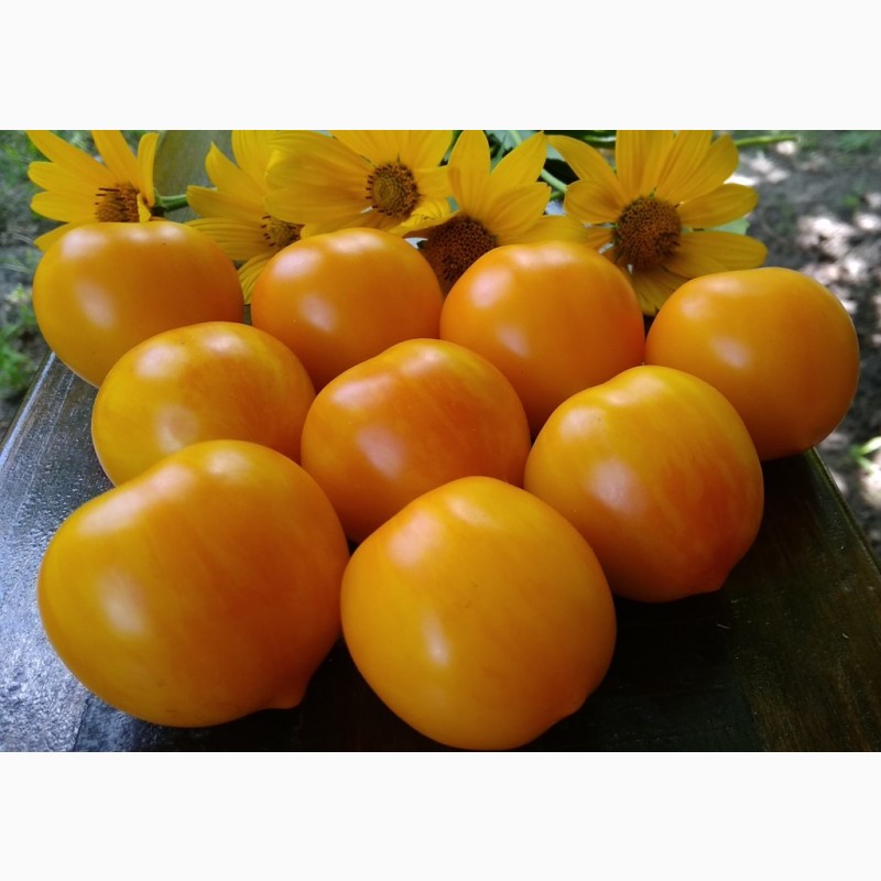 Фото 8. Продам семена экзотических томатов, помидор, личная коллекция, сезон 2021-2022