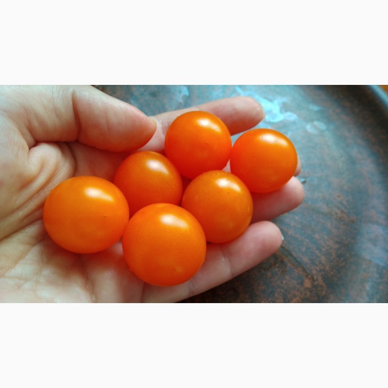 Фото 15. Продам семена экзотических томатов, помидор, личная коллекция, сезон 2021-2022