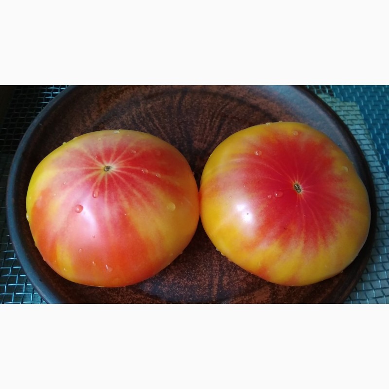 Фото 19. Продам семена экзотических томатов, помидор, личная коллекция, сезон 2021-2022
