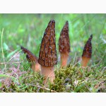 Семена сморчков - мицелий (грибница) Сморчок конический - рассада грибов