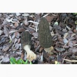 Семена сморчков - мицелий (грибница) Сморчок конический - рассада грибов