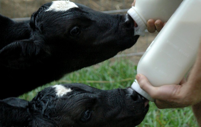 Фото 5. Заменитель цеьного молока для выпаивания телят, поросят, козлят сухое молоко