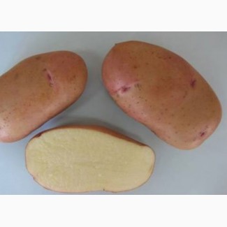 Картофель семенной Тирас
