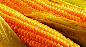 Фото 2. Закупка кукурузы. Вся Украина