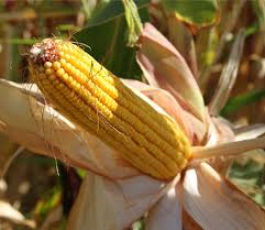 Фото 3. Закупка кукурузы. Вся Украина