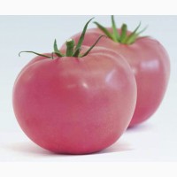 Продам тепличные розовые помидоры от производителя