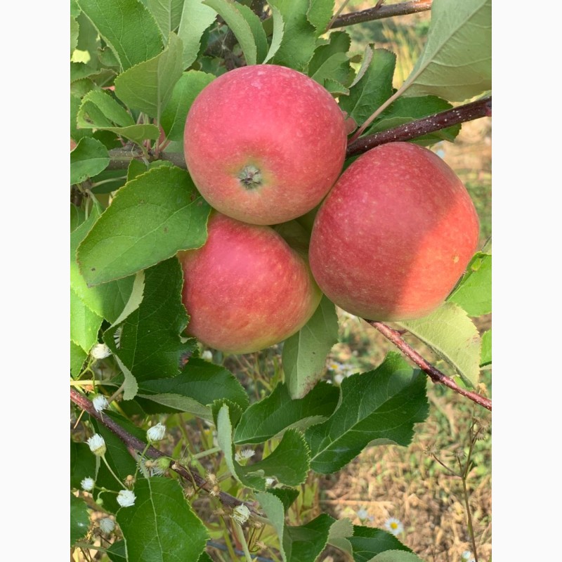 Фото 3. Продам яблоки, сорта Чемпион, Ханни Крисп, урожая 2019 года, с сада