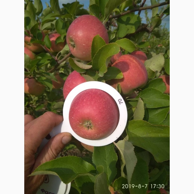 Фото 4. Продам яблоки, сорта Чемпион, Ханни Крисп, урожая 2019 года, с сада
