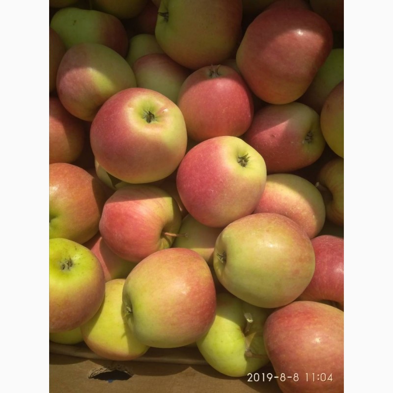 Фото 5. Продам яблоки, сорта Чемпион, Ханни Крисп, урожая 2019 года, с сада
