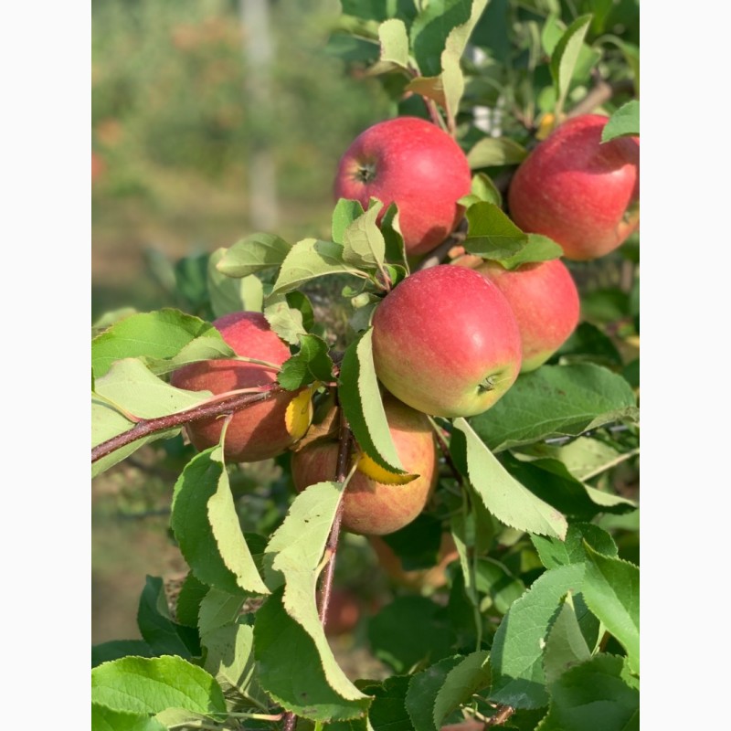 Фото 6. Продам яблоки, сорта Чемпион, Ханни Крисп, урожая 2019 года, с сада