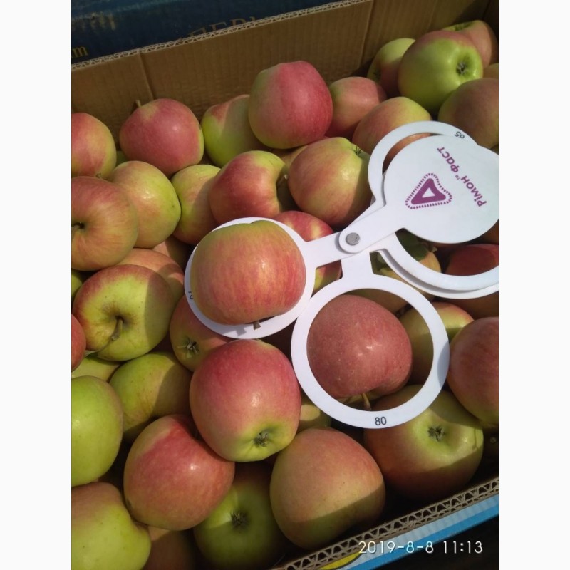 Фото 7. Продам яблоки, сорта Чемпион, Ханни Крисп, урожая 2019 года, с сада